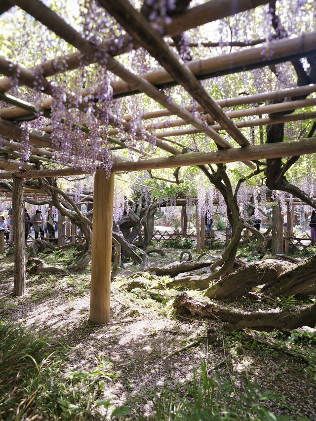 【行く前にこれ見て】樹齢1200年の藤が織りなす神秘的な世界💜✨※観光攻略情報付き