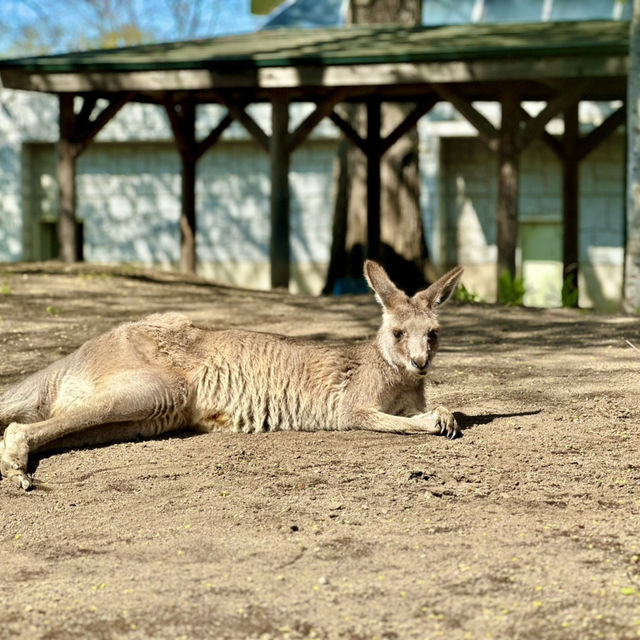  札幌圓山動物園：北國生態之窗