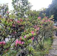 端午連假 🌿 就來阿里山賞杜鵑花、走進森林洗肺吧！
