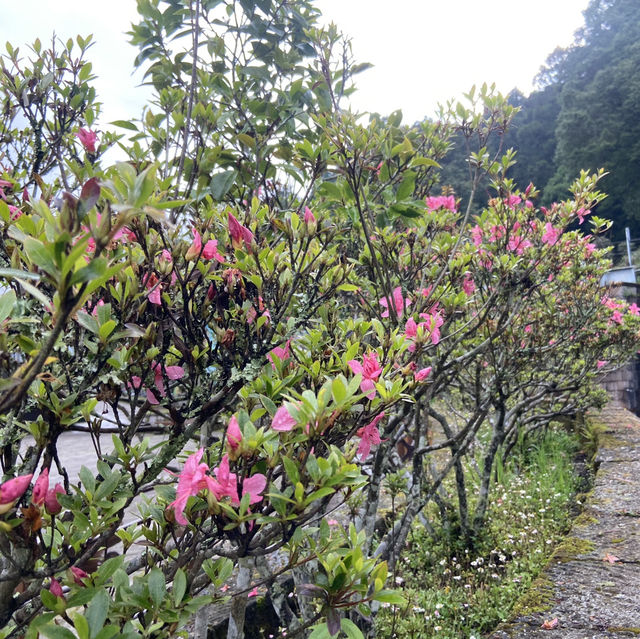 端午連假 🌿 就來阿里山賞杜鵑花、走進森林洗肺吧！