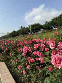 중랑천 장미축제🌹