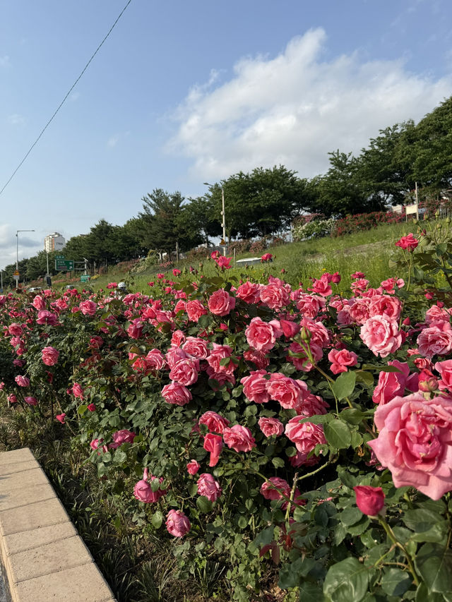 중랑천 장미축제🌹