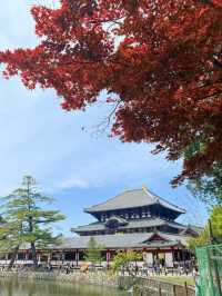奈良｜5層樓高莊嚴大佛 到聖武天皇蓋的東大寺感受千年歷史