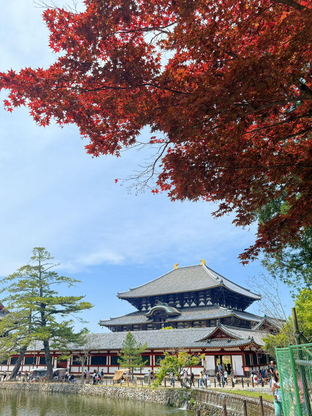 奈良｜5層樓高莊嚴大佛 到聖武天皇蓋的東大寺感受千年歷史