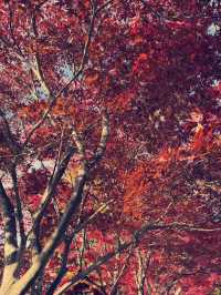 東京新倉山淺間公園購物攻略｜富士山腳下特色伴手禮精選