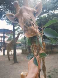 廈門靈玲長頸鹿莊園酒店🦒