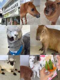 Capyba Cafe Skudai: Feed Alpacas, Meet a Capybara & Try the Cutest Pudding