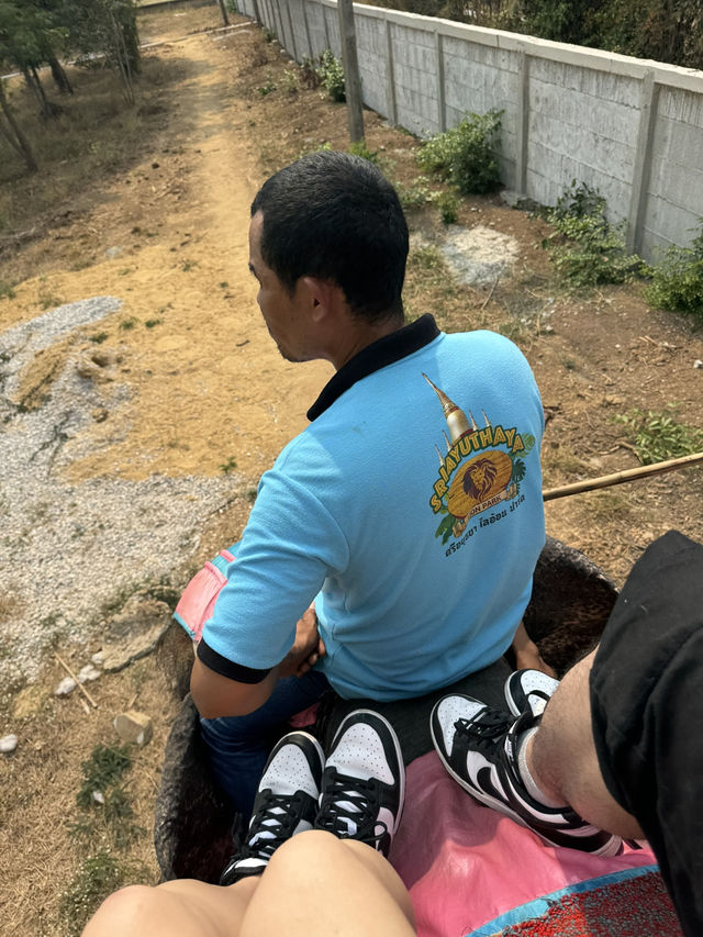 泰國大城包車一日遊 Sriayuthaya Lion Park  動物互動 