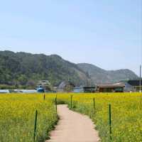 Canola Flower Festival Fun in Samcheok, Gangwon-do