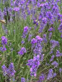 💜 Shanghai Lavender Park – A Provence-Inspired Purple Escape Next to Disneyland