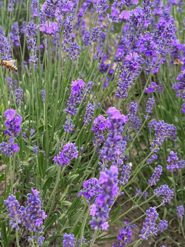 💜 Shanghai Lavender Park – A Provence-Inspired Purple Escape Next to Disneyland