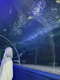 มาดูปลาที่ Chiang Mai Zoo Aquarium 🐠🫧