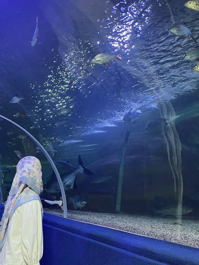 มาดูปลาที่ Chiang Mai Zoo Aquarium 🐠🫧