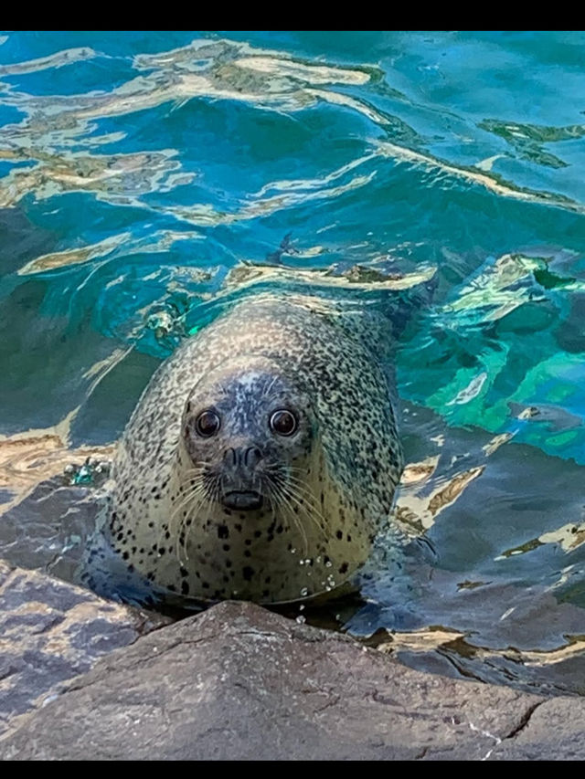 新潟市にある「マリンピア日本海」は、日本海側最大級の水族館