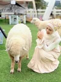 ฟาร์มแกะทุ่งสง (Thung Song Sheep Farm)
