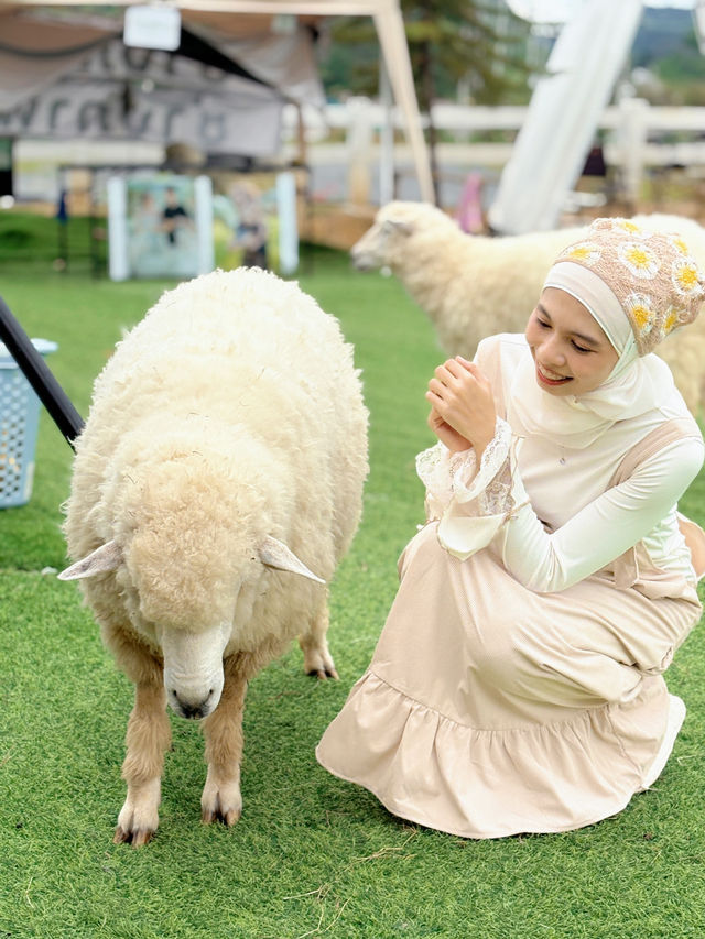 ฟาร์มแกะทุ่งสง (Thung Song Sheep Farm)