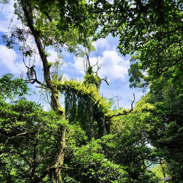 石龜坑山古道巡禮