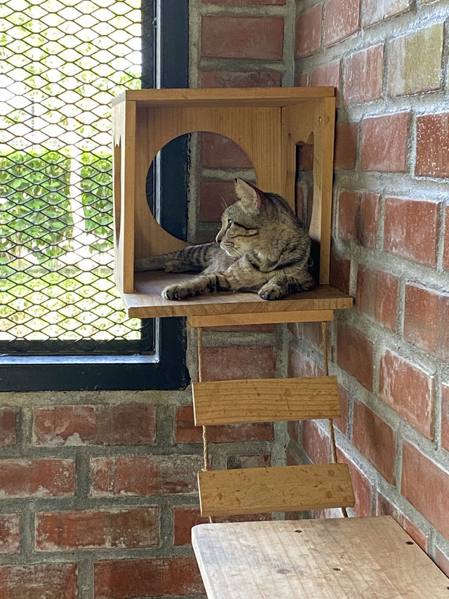 Taman Kuching Cyberjaya: Where Cats Rule & Vibes Are Chill 