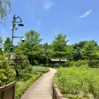 푸릇푸릇한 자연 속에서의 산책, 대전 한밭수목원 🌳