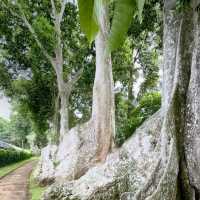 Leafy Wanders & Giant Palms