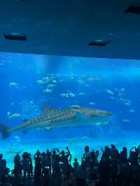 沖繩獨旅:行程規劃篇 用三天踏足國際通、波上宮、首里城、瀨長島、美麗海水族館與美國村