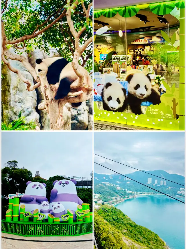[Wong Chuk Hang] Hong Kong Ocean Park: Visiting the Giant Panda Twins, Big Sister and Little Brother