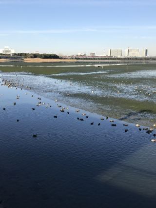 【千葉 習志野 谷津潟公園與谷津玫瑰園】