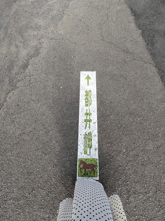 【宮崎】野生馬と灯台の絶景🌊都井岬で非日常の旅へ🐎