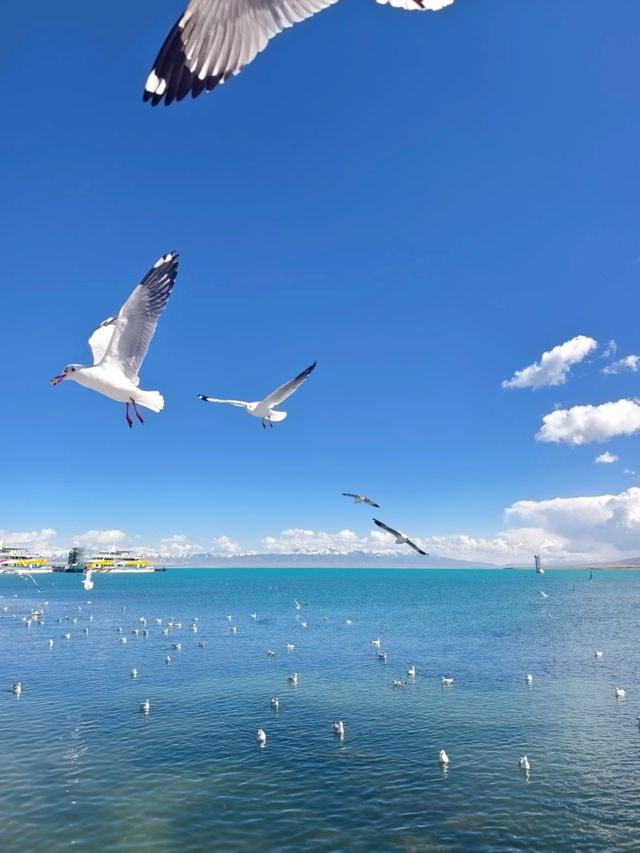 Blue Beyond Belief: The Soul of Qinghai Lake