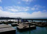 🌊 Pier 39 San Francisco: เดินชิล ชมสิงโตทะเล!