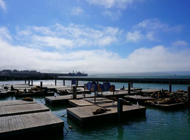 🌊 Pier 39 San Francisco: เดินชิล ชมสิงโตทะเล!