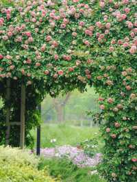 Xiaoshan Qiqu Forest Park | The Secret Rose Garden is Back in Bloom! 🌹🌿