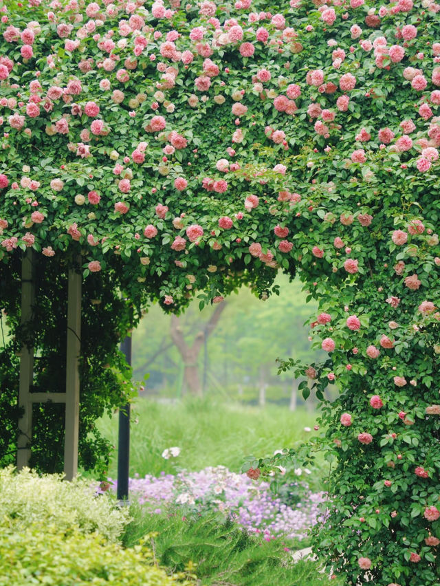 Xiaoshan Qiqu Forest Park | The Secret Rose Garden is Back in Bloom! 🌹🌿