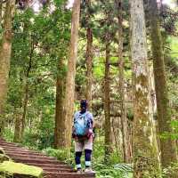 親子友善森林步道｜桃園復興東眼山