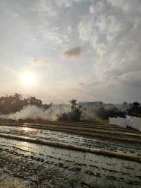 🌾 Bebek Sari Uma Tanah Lot: A Balinese Culinary Pause Amid the Paddy Fields