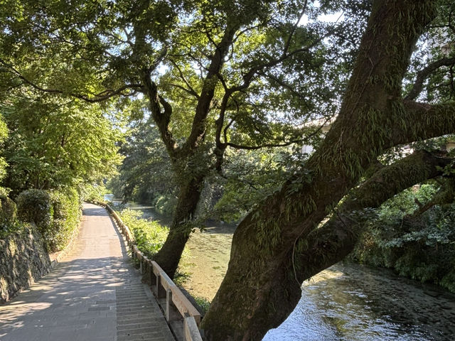 熊本秘境-漫步加勢川步道