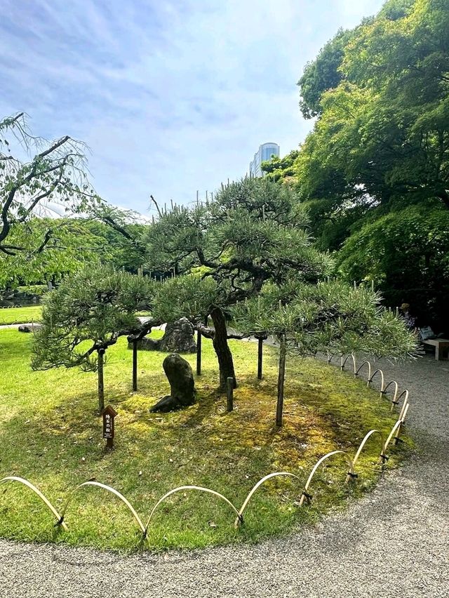 A Relaxing Walk Through Tokyo’s Garden and Cultural Highlights