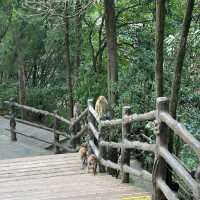 Floating Peaks of Zhangjiajie: Nature’s Avatar