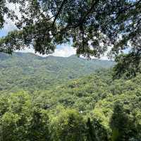 The Giant Chiangmai Thailand – ร้านกาแฟบนต้นไม้ใหญ่