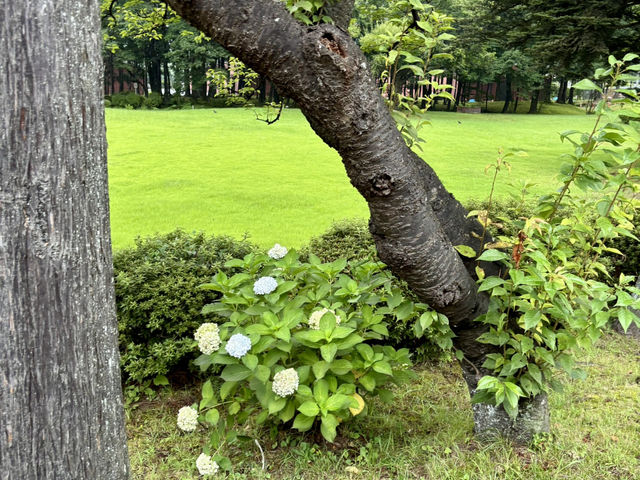 宮城峡蒸溜所與繡球花之美 宮城峡蒸溜所與繡球花之美