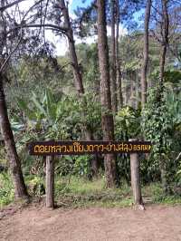 เดินป่า ศึกษาธรรมชาติ ดอยหลวงเชียงดาว ⛰️⭐️