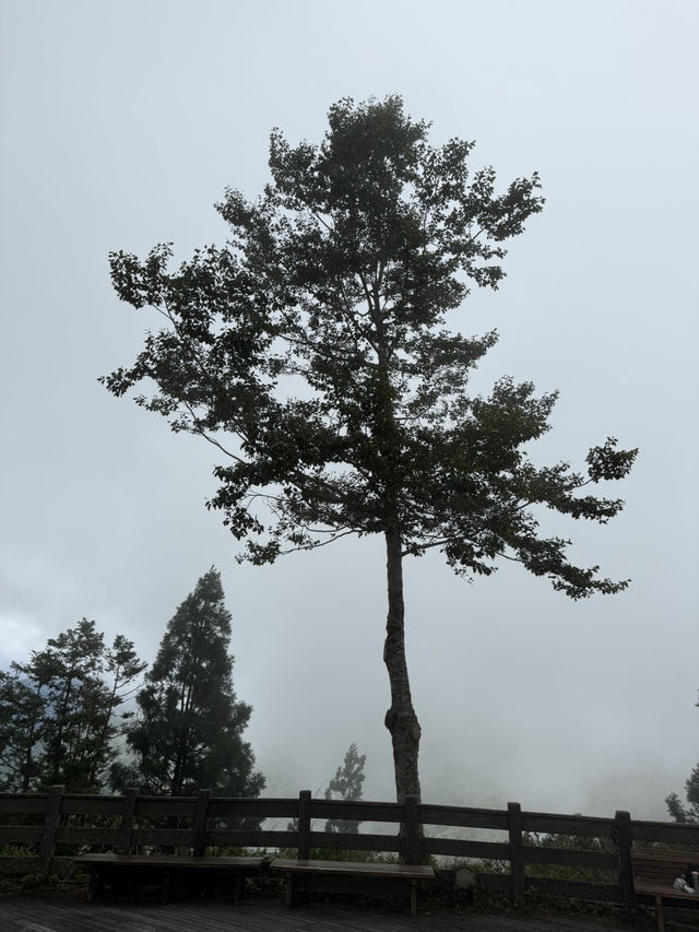太平山森林遊樂區
