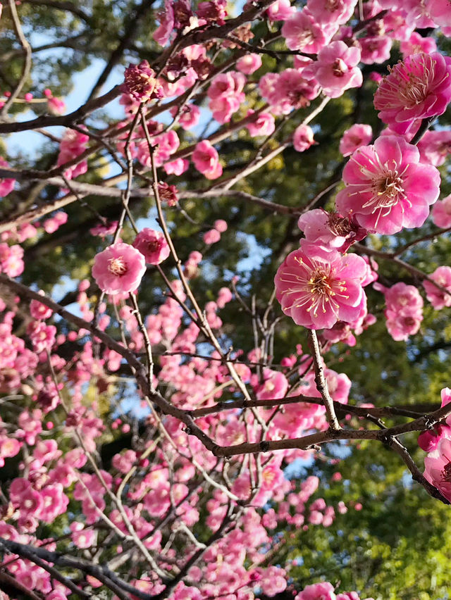 🌸 横浜公園の春の花々と見頃 2026年横浜ガーデンネックレス予測 🌸 横浜公園の春の花々と見頃 2026年横浜ガーデンネックレス予測