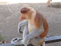 The Staged Wilderness Honk: A Moral Play Between Eco-Tourism and Animal Performance 