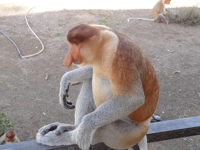 The Staged Wilderness Honk: A Moral Play Between Eco-Tourism and Animal Performance 