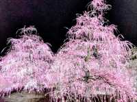 梅とグルメの一泊二日