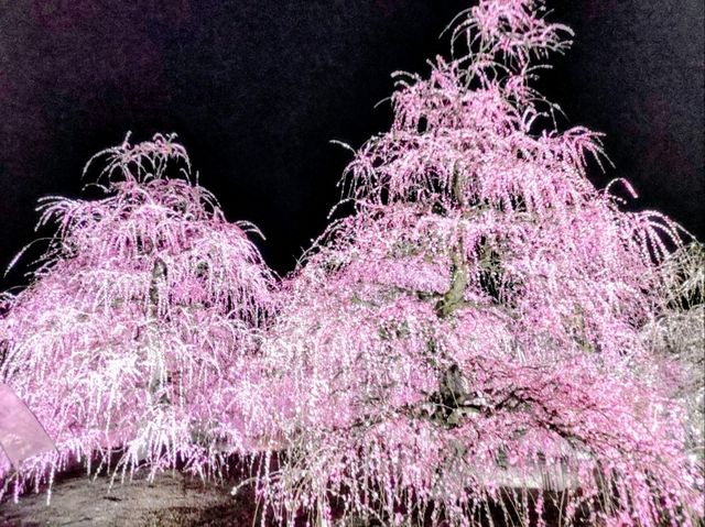 梅とグルメの一泊二日 梅とグルメの一泊二日