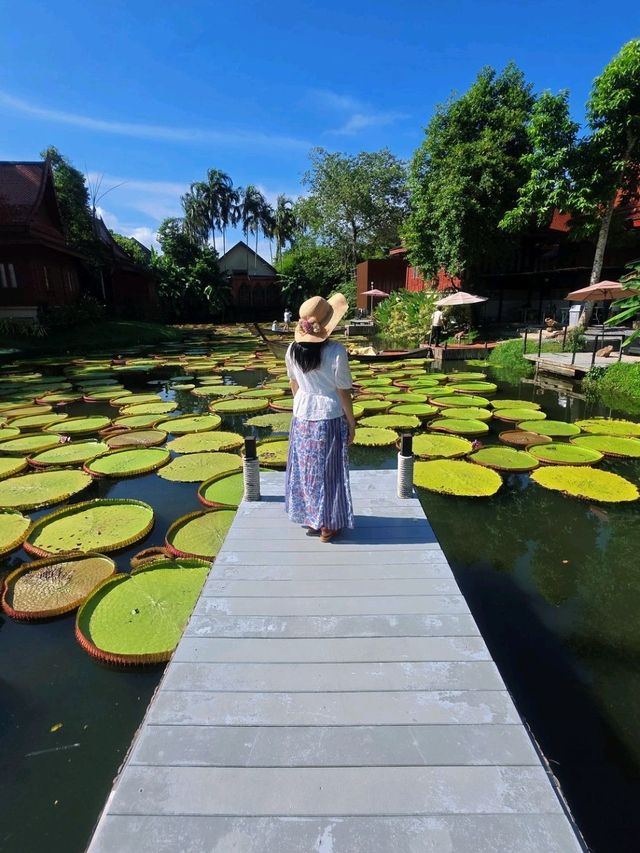 泰國布吉人氣航拍✨️ Café☕️ 絕美荷花池《Ma Doo Bua 》