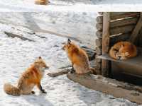 “Winter is coming เส้นทาง Tohoku ที่อบอุ่นหัวใจ”