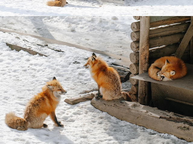 “Winter is coming เส้นทาง Tohoku ที่อบอุ่นหัวใจ”